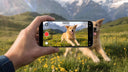 Two hands holding a phone during a video call that shows a dog on the screen